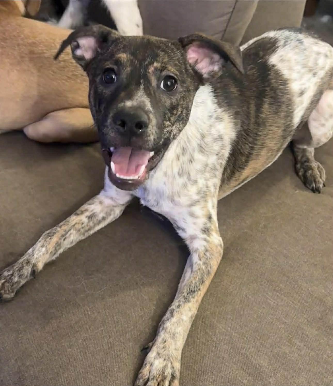 Enlarge Cocoa, a Adoptable mixed breed in Toledo, OH image 2/2