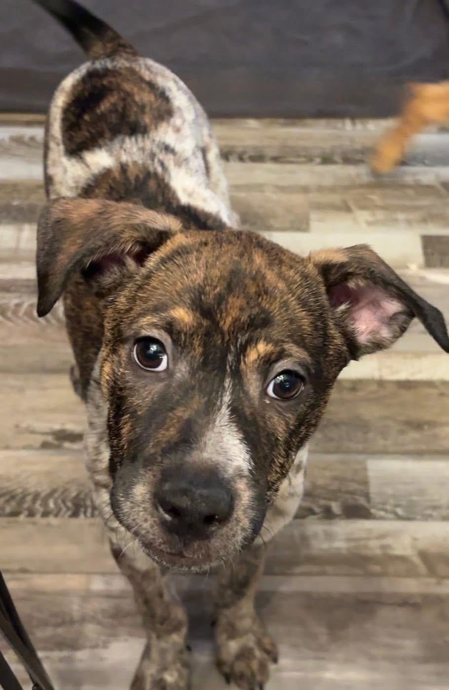 Cocoa, Adoptable, Puppy Female Mixed Breed.