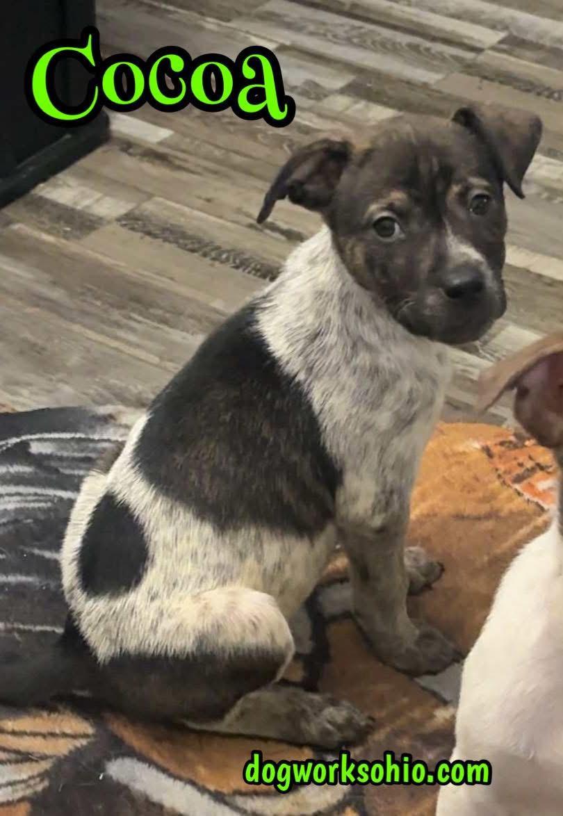 Enlarge Cocoa, a Adoptable mixed breed in Toledo, OH image 1/1