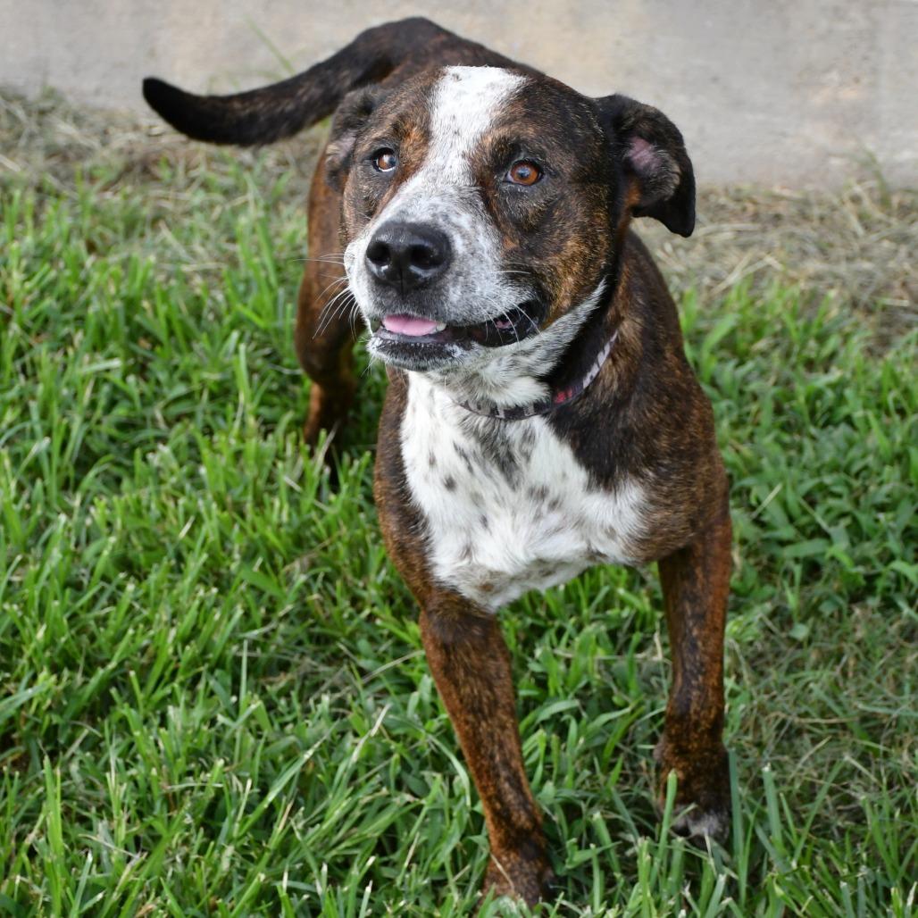 Aria, a Adoptable mixed breed in Beaumont, TX image 1/3