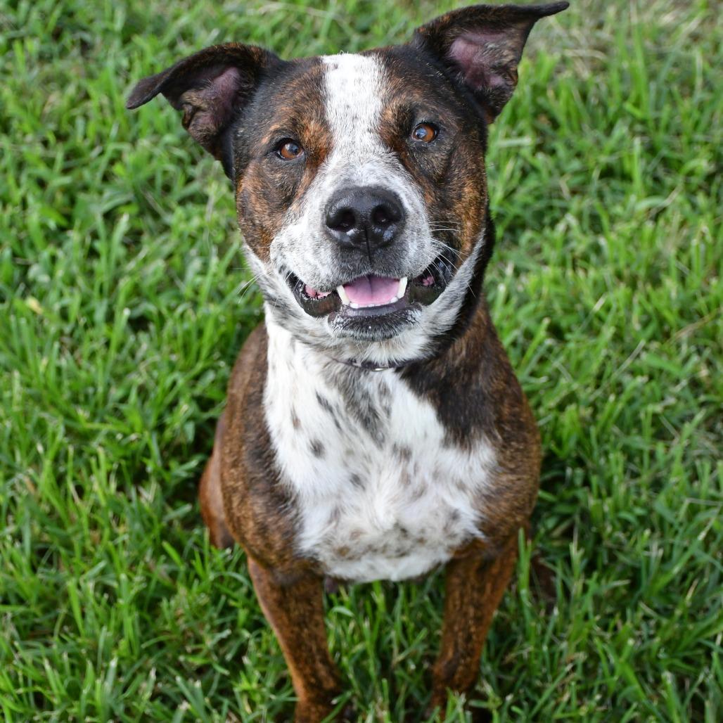 Aria, a Adoptable mixed breed in Beaumont, TX image 2/3