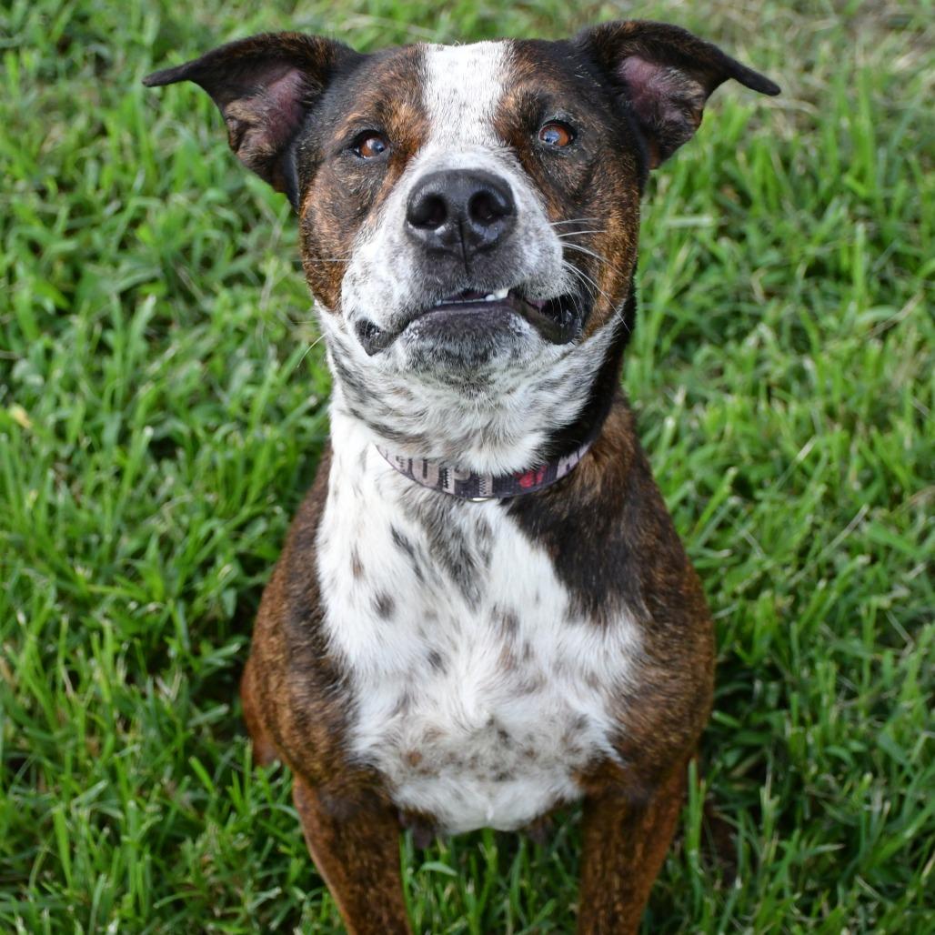 Aria, a Adoptable mixed breed in Beaumont, TX image 3/3