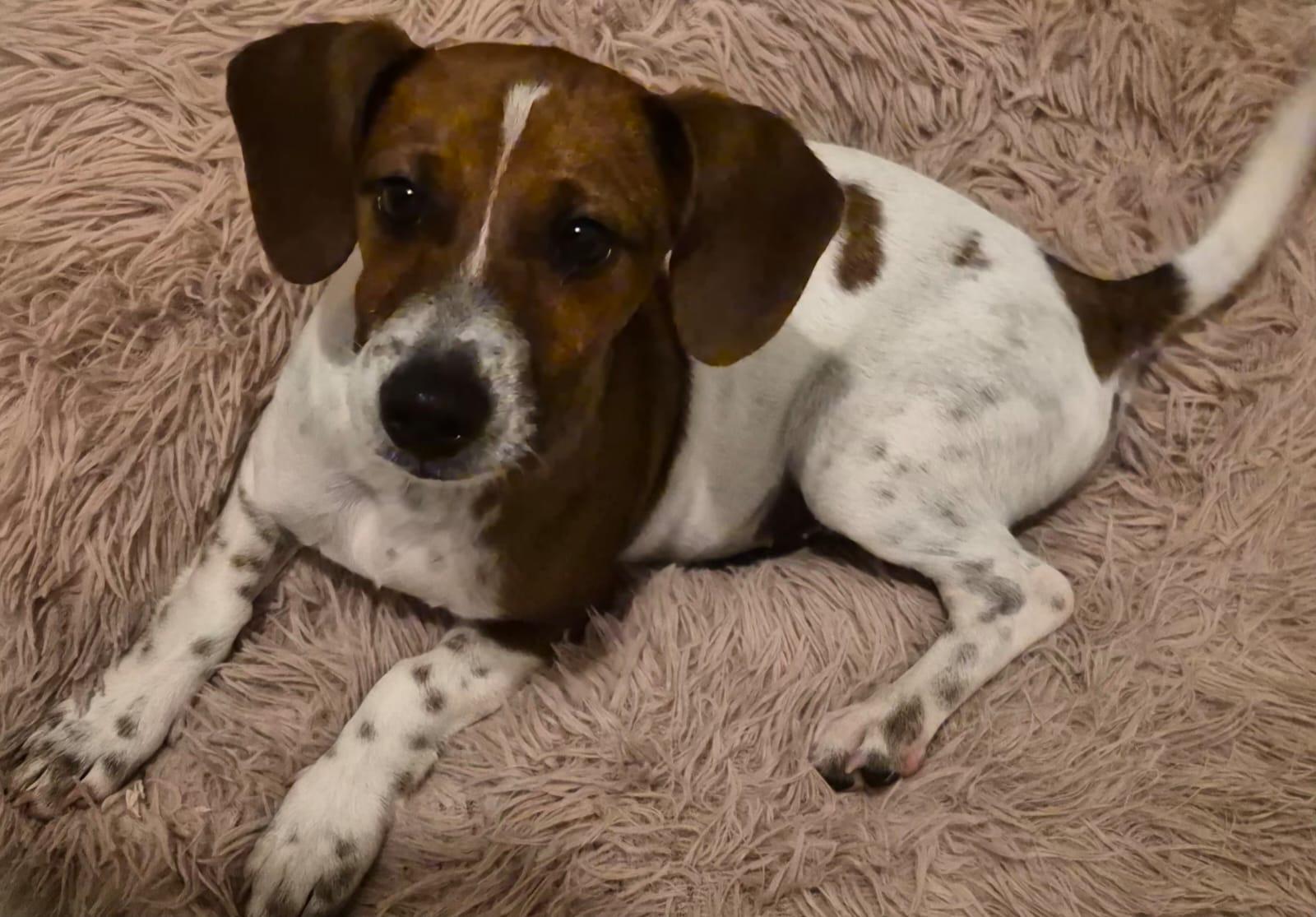 Enlarge Milo, an adoption pending mixed breed in Virginia Beach, VA image 2/3