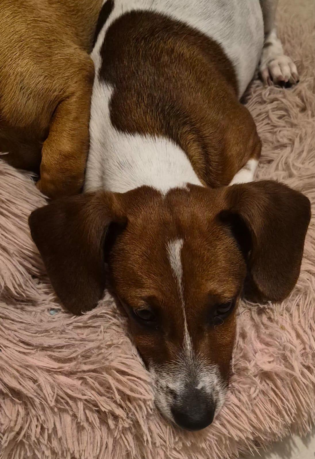 Milo, ADOPTABLE, Young Male Dachshund & Chihuahua.