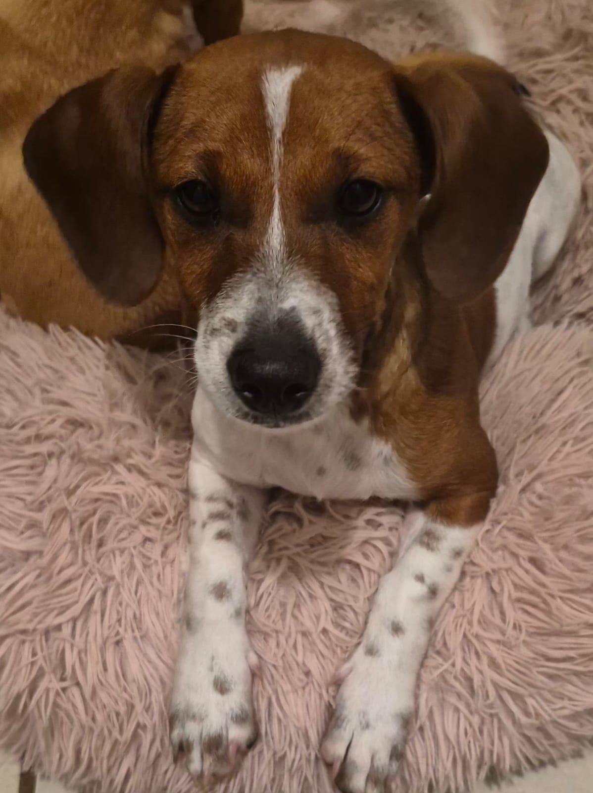 Enlarge Milo, an adoption pending mixed breed in Virginia Beach, VA image 3/3