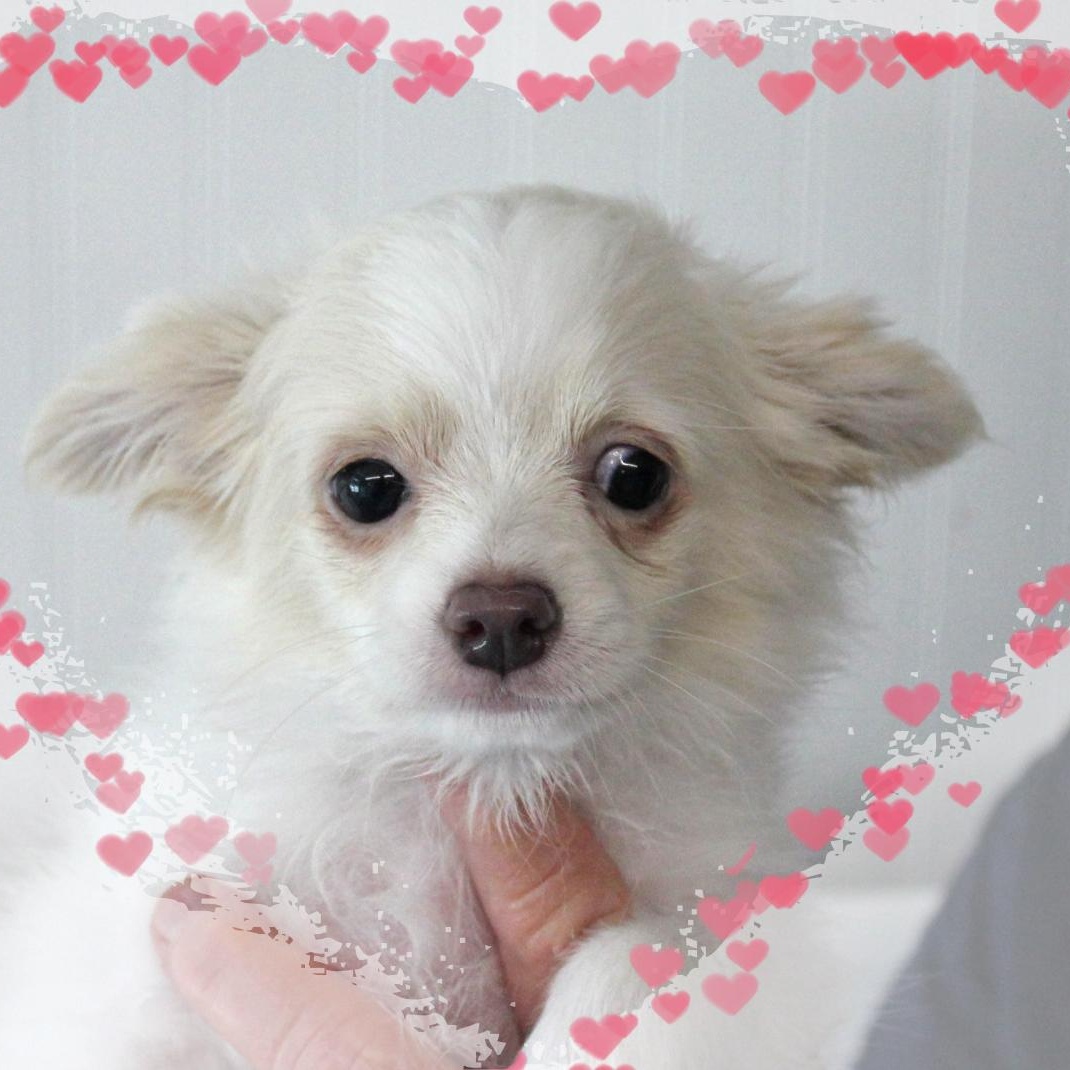 Star, adopted, Puppy Female Pomsky.