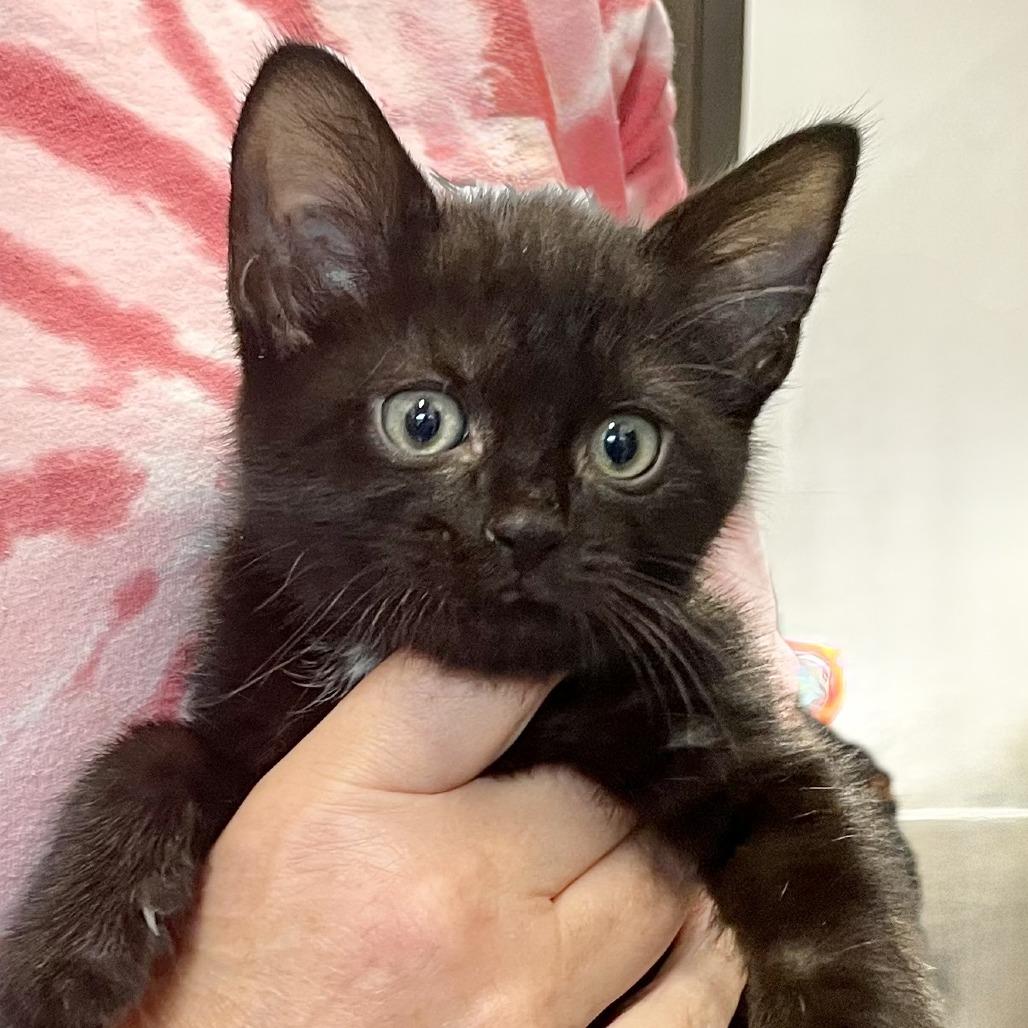 Bebe, Adoptable, Kitten Male Domestic Short Hair.