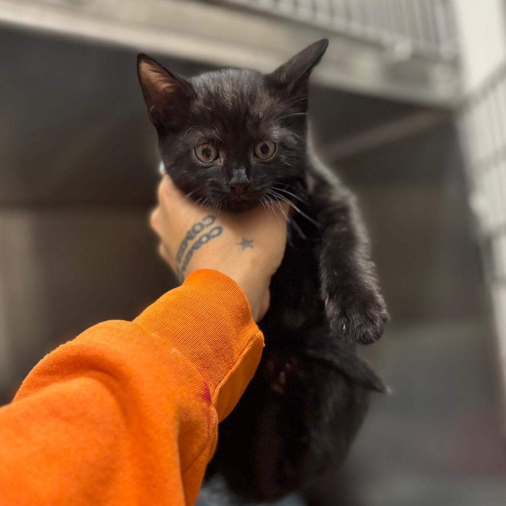 Enlarge Bebe, a Adoptable Domestic Short Hair in Nashville, IN image 2/6