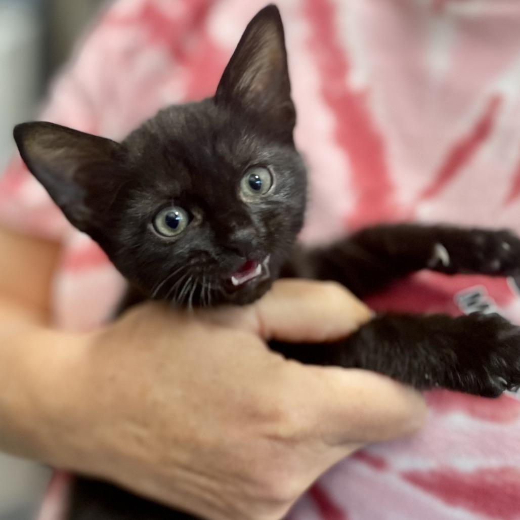 Enlarge Bebe, a Adoptable Domestic Short Hair in Nashville, IN image 3/6