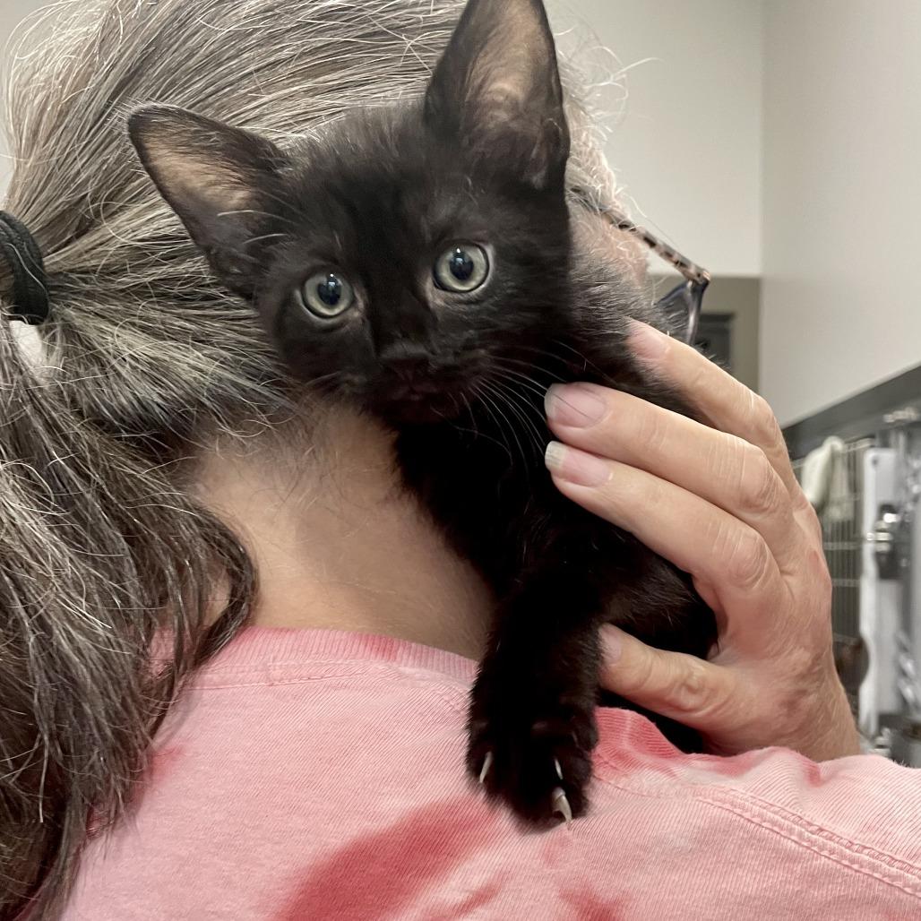 Enlarge Bebe, a Adoptable Domestic Short Hair in Nashville, IN image 4/6