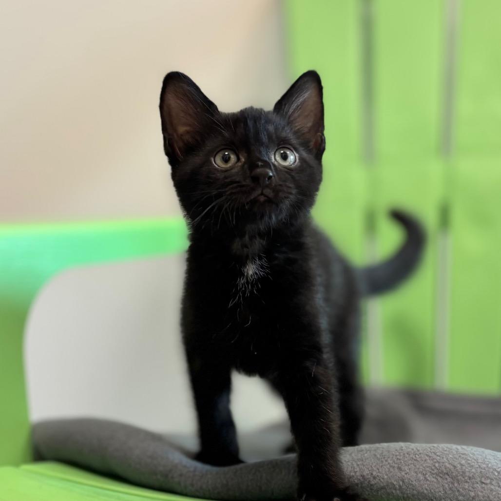 Enlarge Bebe, a Adoptable Domestic Short Hair in Nashville, IN image 5/6