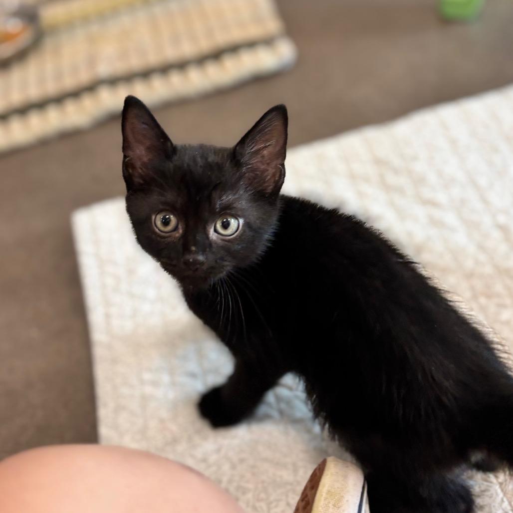 Enlarge Bebe, a Adoptable Domestic Short Hair in Nashville, IN image 6/6