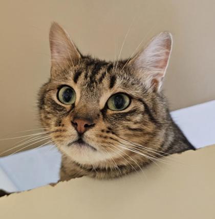 Enlarge Penny, a Adoptable Domestic Short Hair in Columbia, SC image 1/2