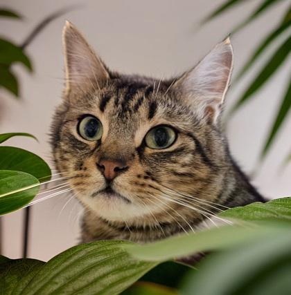 Enlarge Penny, a Adoptable Domestic Short Hair in Columbia, SC image 2/2