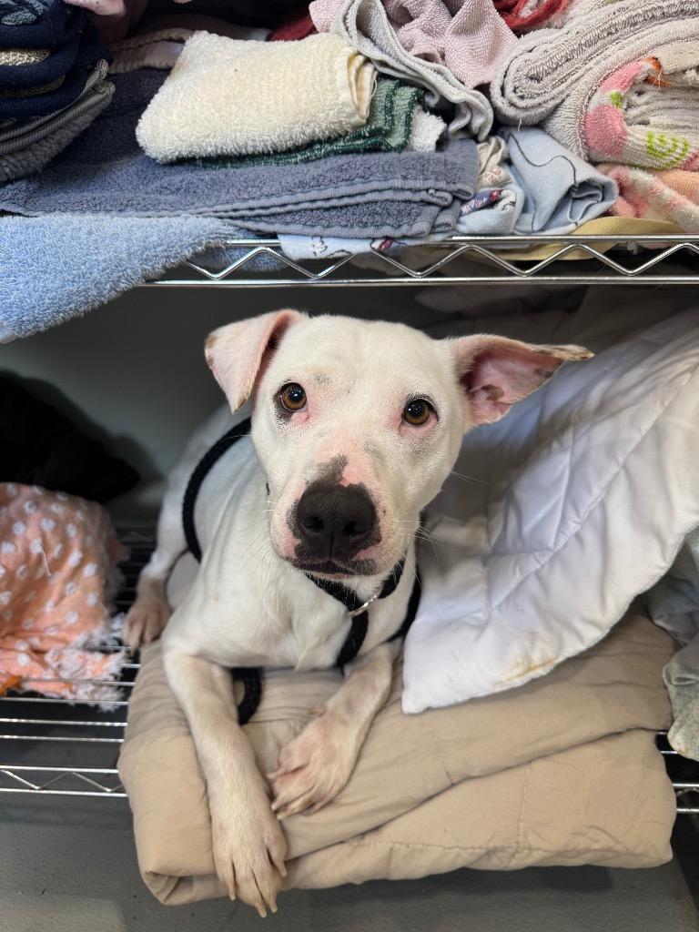 Betty, Adoptable, Adult Female Mixed Breed.