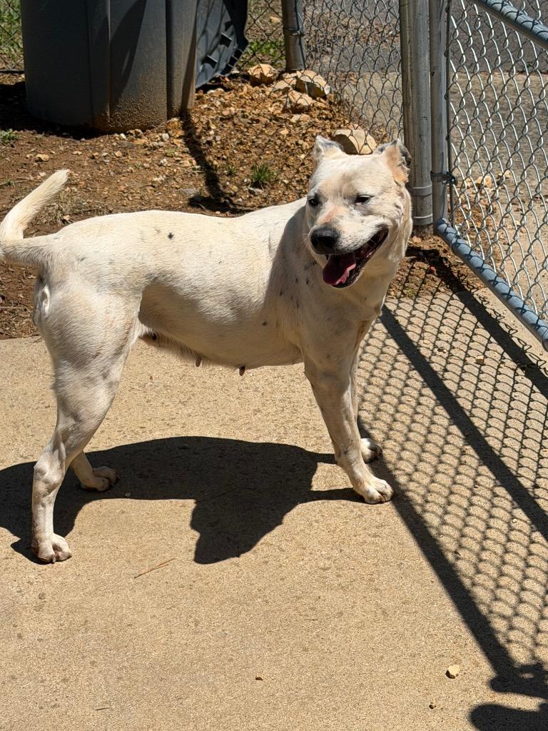 Betty, Adoptable, Adult Female Mixed Breed.