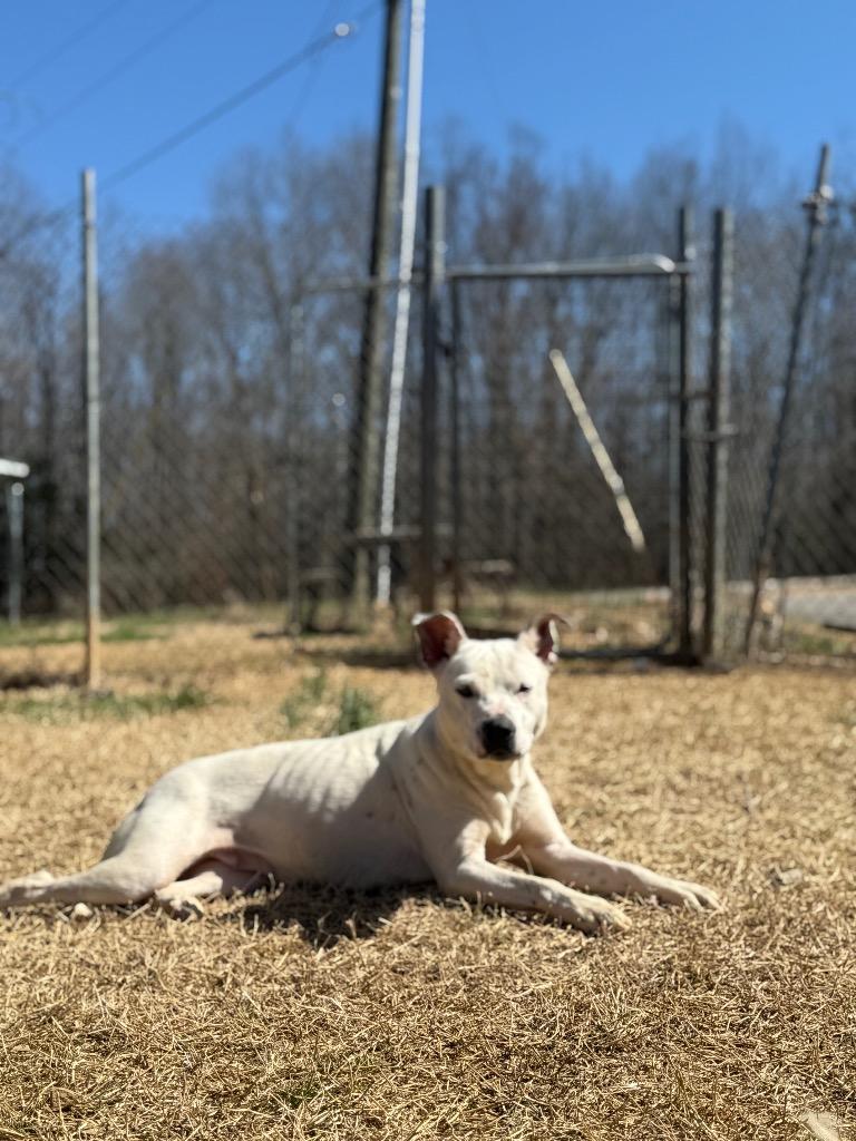 Betty, a Adoptable mixed breed in Lawrenceburg, TN image 3/4