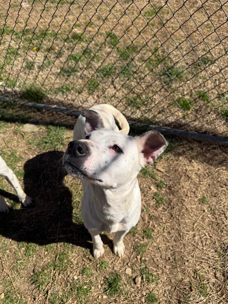 Betty, a Adoptable mixed breed in Lawrenceburg, TN image 4/4