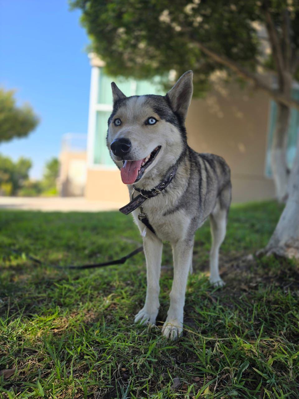 Enlarge Cielo, a ADOPTABLE mixed breed in Tijuana, BCN image 2/3