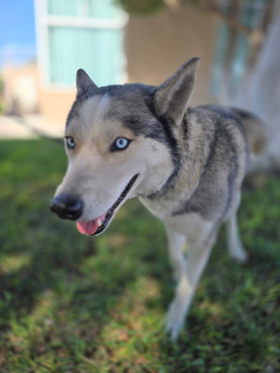 Enlarge Cielo, a ADOPTABLE mixed breed in Tijuana, BCN image 3/3