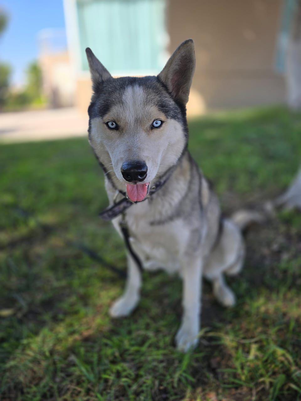 Cielo, ADOPTABLE, Adult Female Husky.