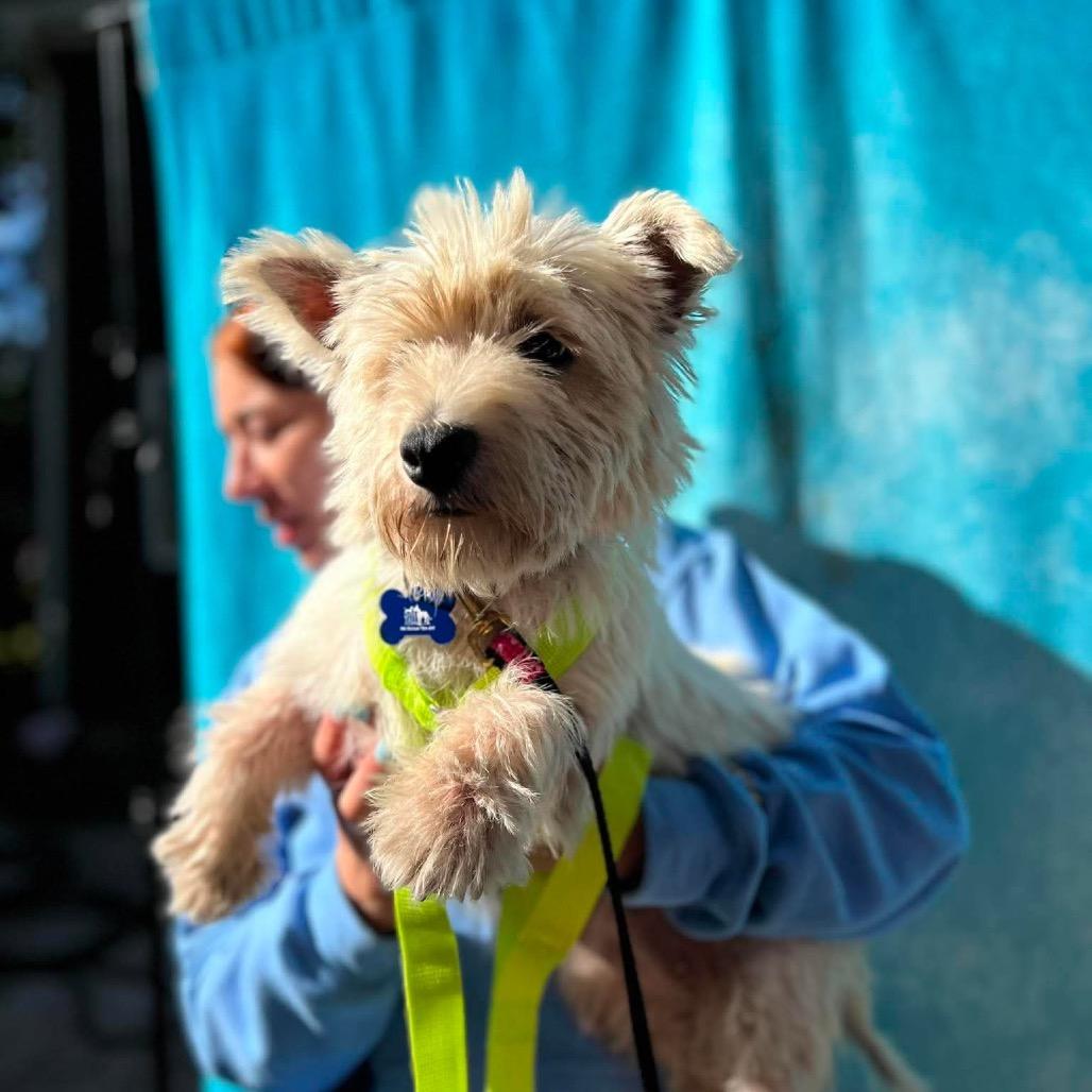 Enlarge Jordan, a Adoptable West Highland White Terrier / Westie in St. Charles, IL image 1/6