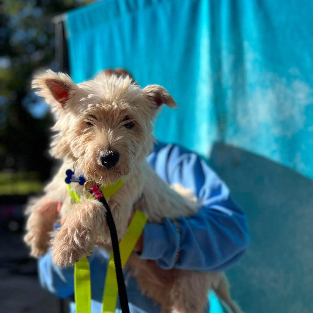 Enlarge Jordan, a Adoptable West Highland White Terrier / Westie in St. Charles, IL image 2/6