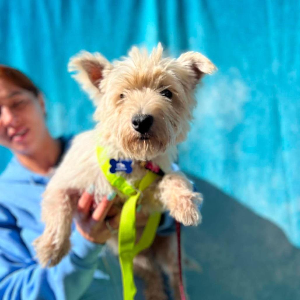 Enlarge Jordan, a Adoptable West Highland White Terrier / Westie in St. Charles, IL image 3/6