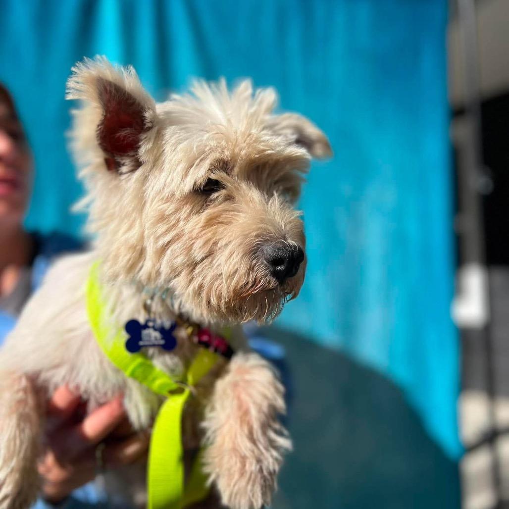 Enlarge Jordan, a Adoptable West Highland White Terrier / Westie in St. Charles, IL image 4/6
