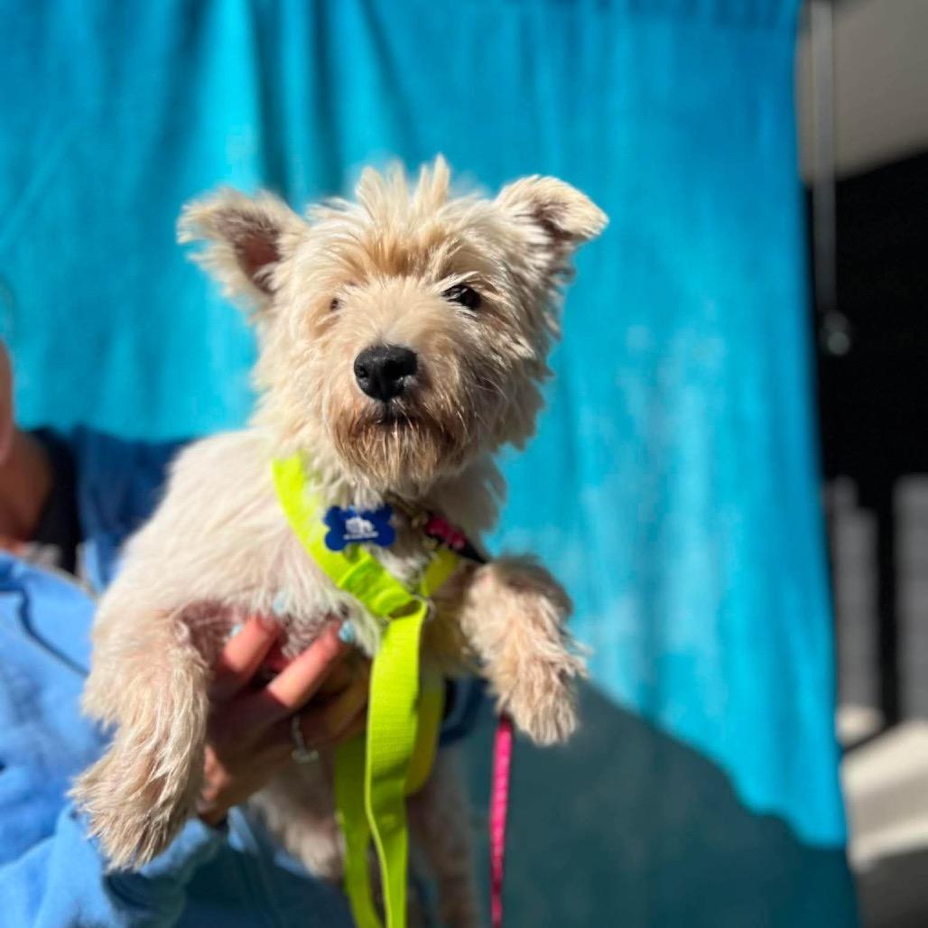 Enlarge Jordan, a Adoptable West Highland White Terrier / Westie in St. Charles, IL image 5/6