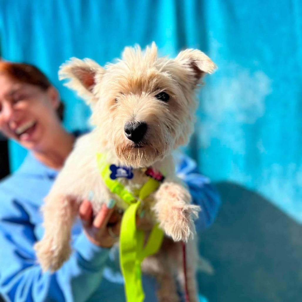 Enlarge Jordan, a Adoptable West Highland White Terrier / Westie in St. Charles, IL image 6/6