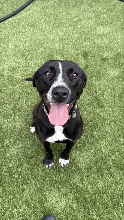 Sadie, Adoptable, Young Female Labrador Retriever & Mixed Breed.