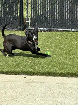 Sadie, Adoptable, Young Female Labrador Retriever & Mixed Breed.