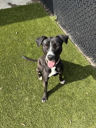 Sadie, a Adoptable mixed breed in Conway, SC image 2/3