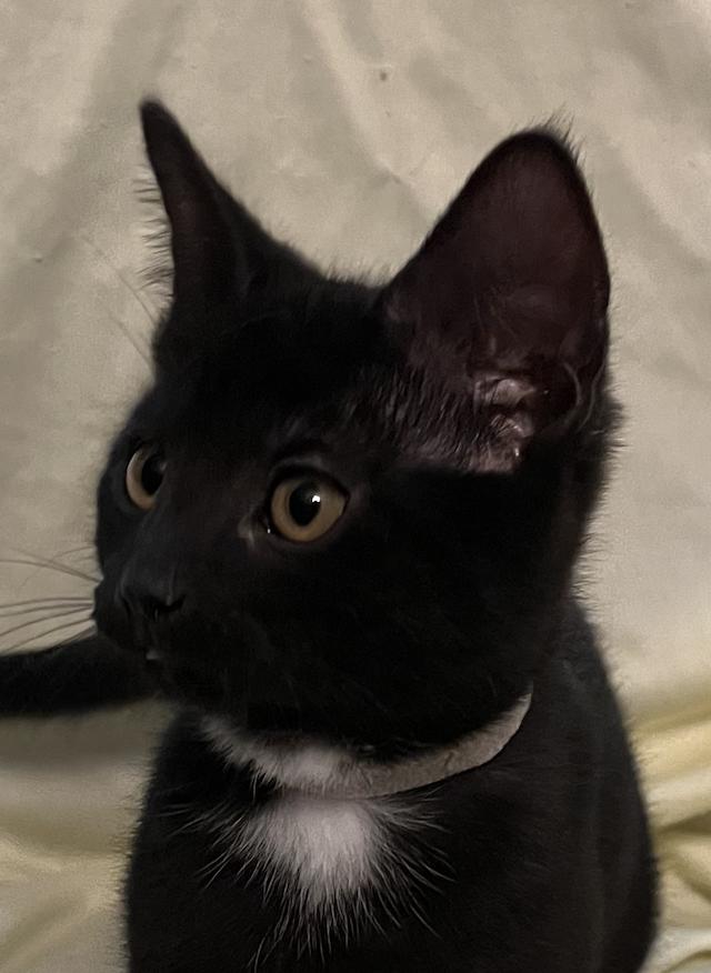 Desi, a Adoptable Domestic Short Hair in Connelly Springs, NC image 1/5
