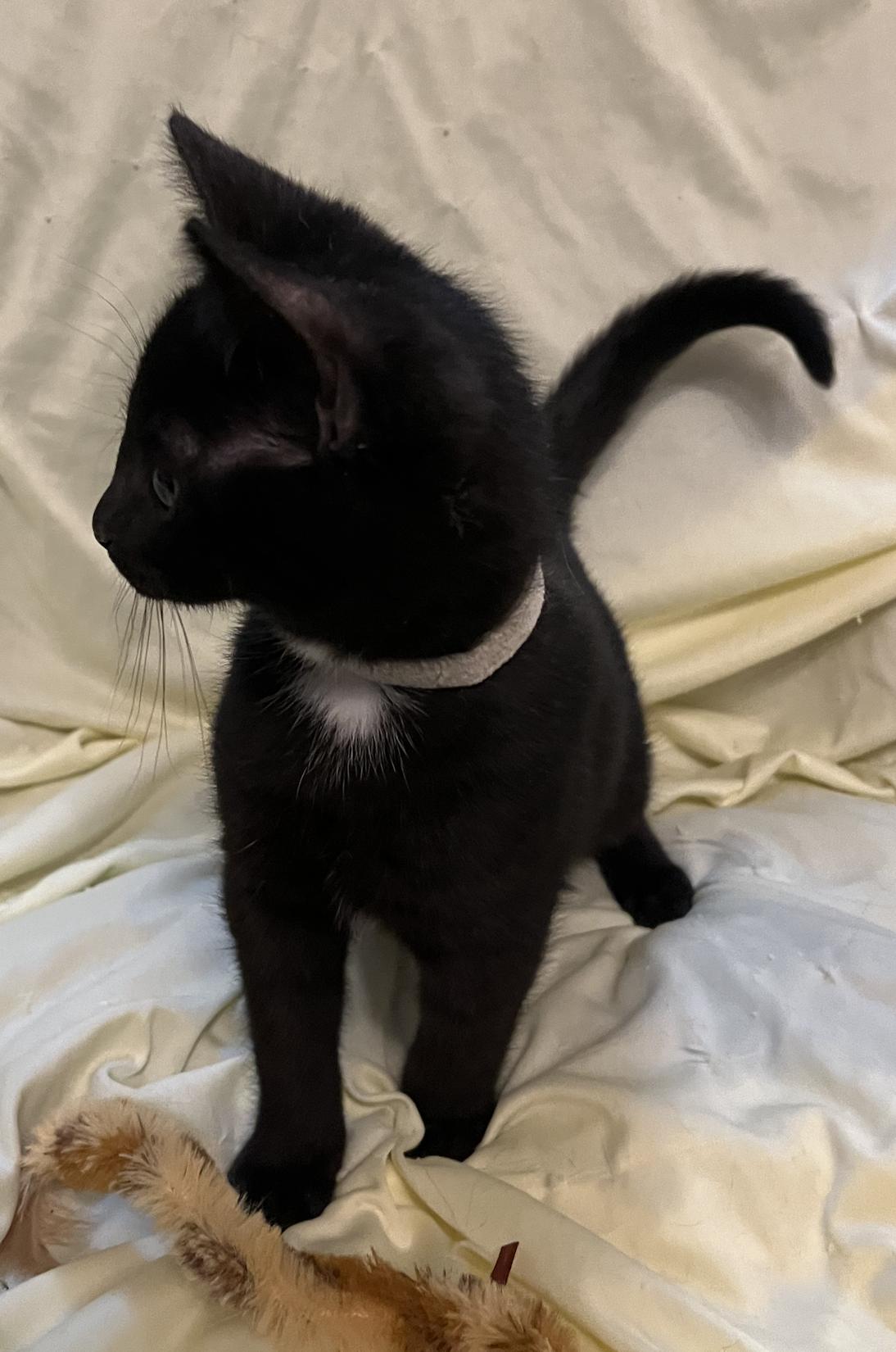 Desi, a Adoptable Domestic Short Hair in Connelly Springs, NC image 4/5