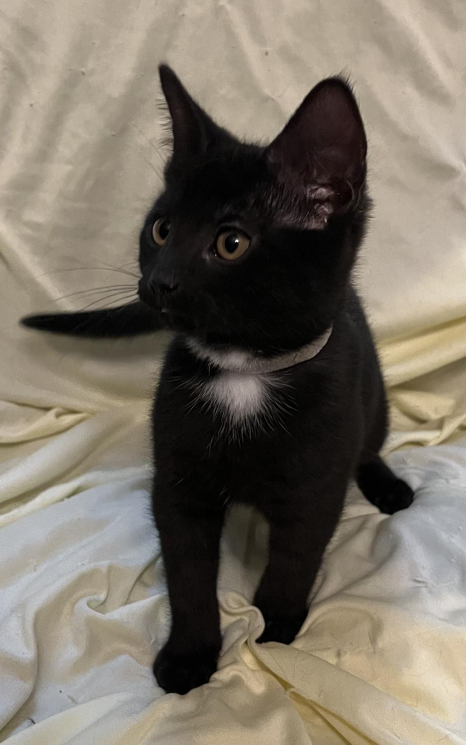 Desi, a Adoptable Domestic Short Hair in Connelly Springs, NC image 2/5