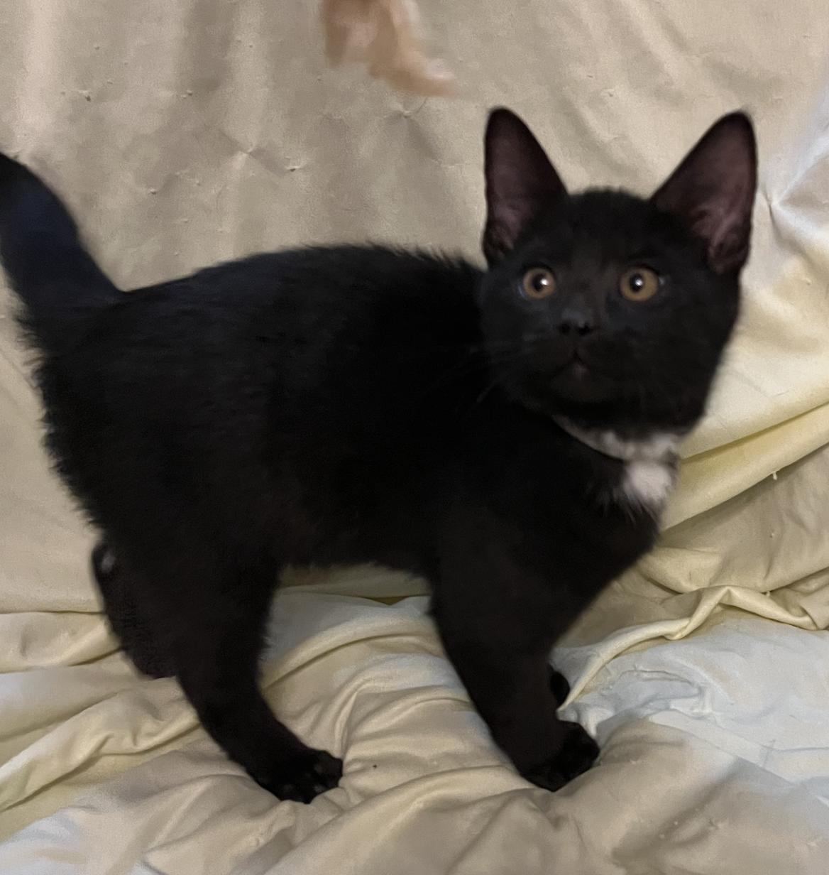 Desi, a Adoptable Domestic Short Hair in Connelly Springs, NC image 3/5