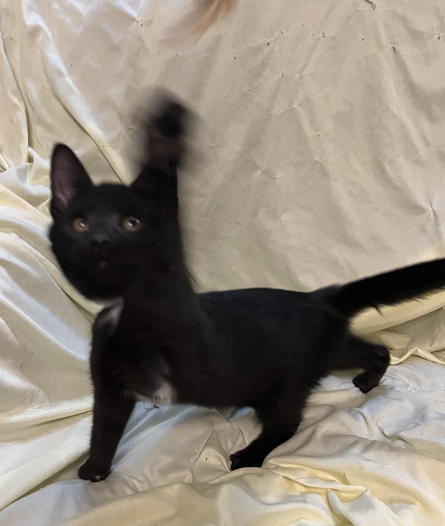 Desi, a Adoptable Domestic Short Hair in Connelly Springs, NC image 5/5