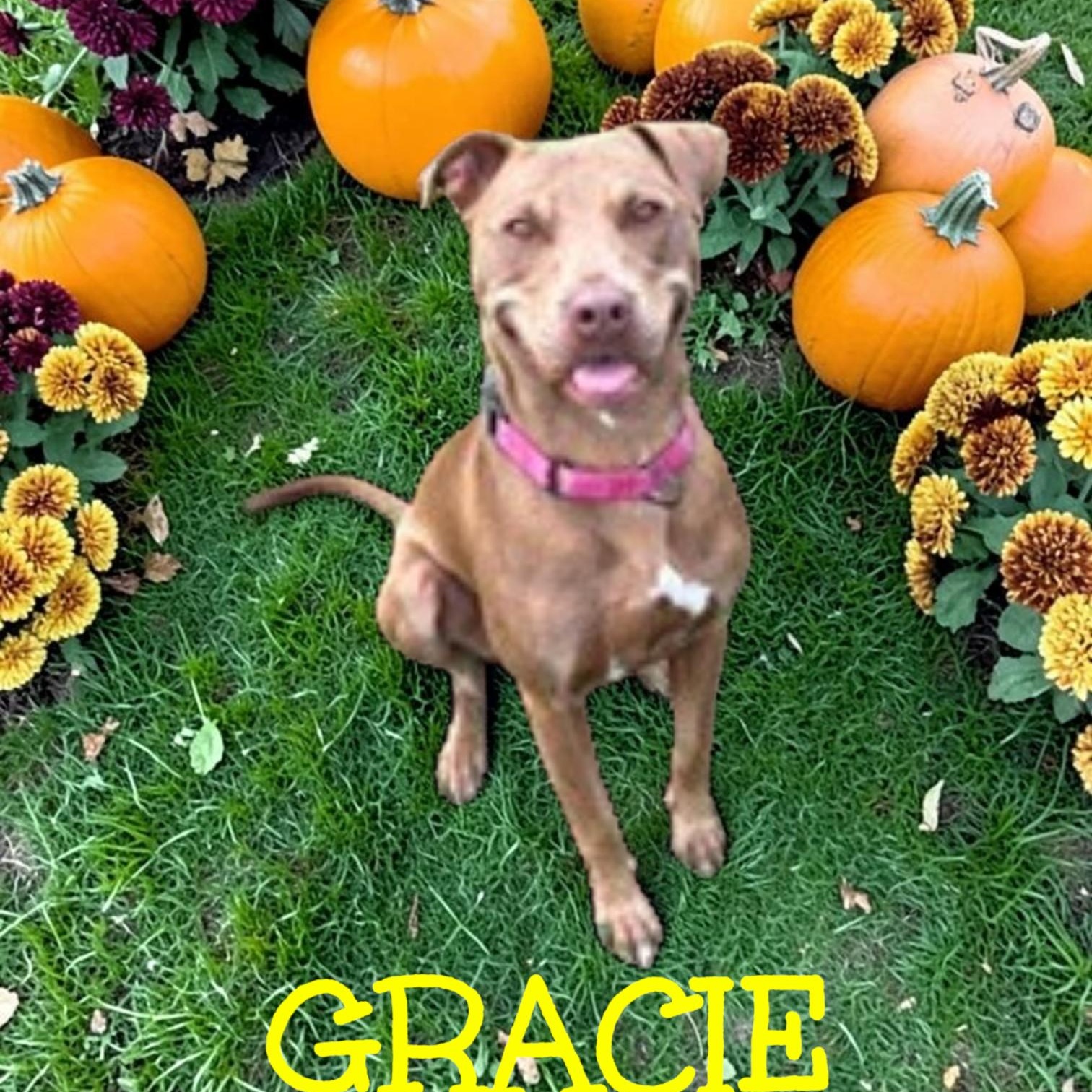 Enlarge Gracie, a Adoptable mixed breed in Taunton, MA image 1/6