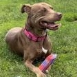 Gracie, a ADOPTABLE mixed breed in Taunton, MA image 3/5
