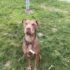 Enlarge Gracie, a ADOPTABLE mixed breed in Taunton, MA image 3/3