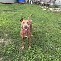Gracie, a ADOPTABLE mixed breed in Taunton, MA image 2/6