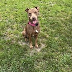 Gracie, a ADOPTABLE mixed breed in Taunton, MA image 4/5