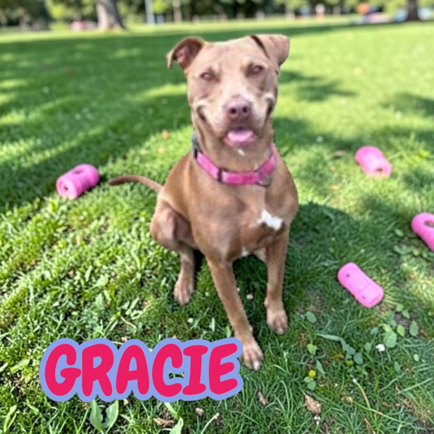 Gracie, ADOPTABLE, Adult Female American Staffordshire Terrier.