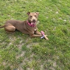 Enlarge Gracie, a ADOPTABLE mixed breed in Taunton, MA image 2/5