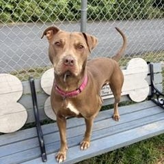 Enlarge Gracie, a Adoptable mixed breed in Taunton, MA image 2/6