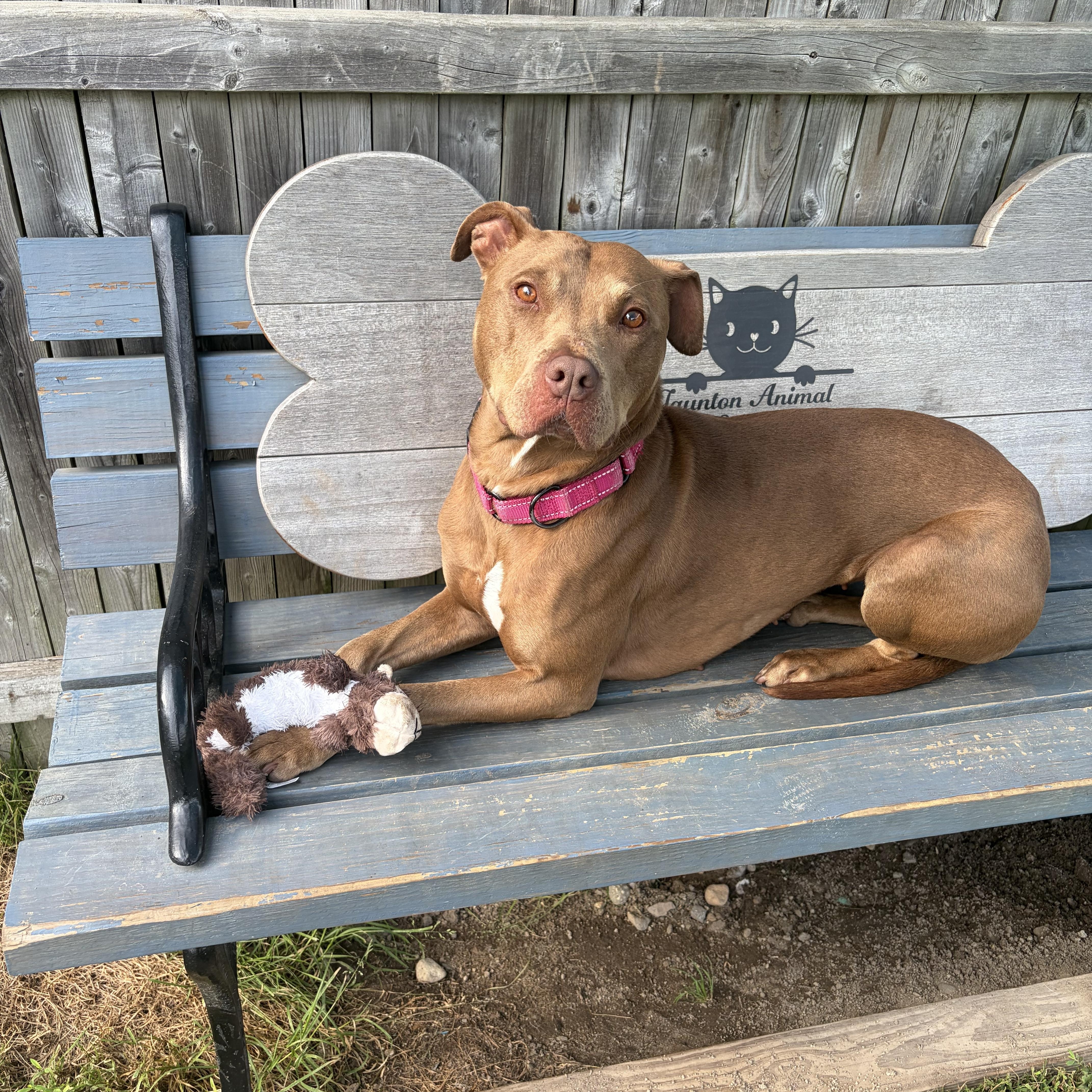 Gracie, a ADOPTABLE mixed breed in Taunton, MA image 2/5