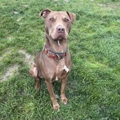 Enlarge Gracie, a ADOPTABLE mixed breed in Taunton, MA image 2/3