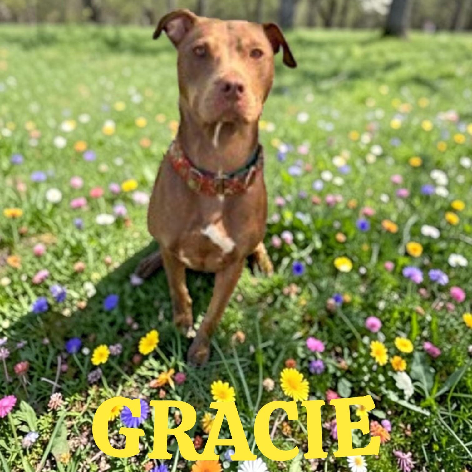 Enlarge Gracie, a ADOPTABLE mixed breed in Taunton, MA image 1/3